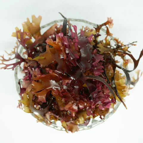 Chondrus Crispus - Irish Seamoss